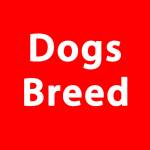 Dog Breed Org dogsbreedorg Profile Picture